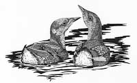 Marbled Murrelets